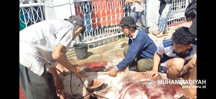 Masjid Muhammadiyah se-Pekanbaru Sembelih 69 Sapi dan 22 Kambing pada Iduladha 1447 H
